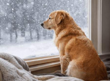 anxious dog during winter months