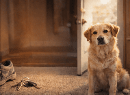 A golden retriever sitting near an open front door with shoes and keys nearby, during a departure moment.