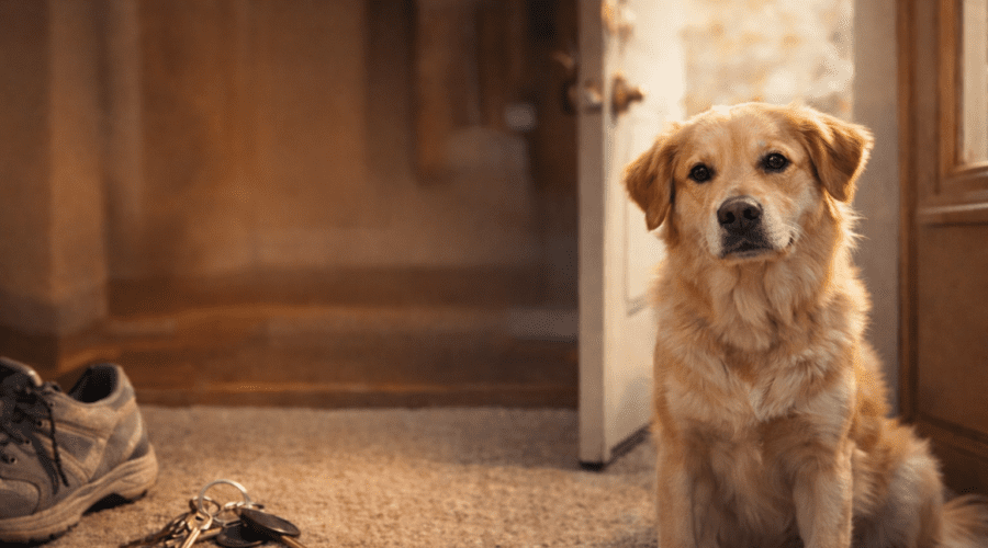 A golden retriever sitting near an open front door with shoes and keys nearby, during a departure moment.